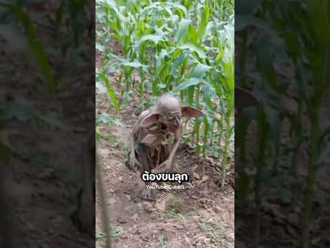 เจอตัวประหลาดในไร่ข้าวโพด! ตามไปถึงกับอึ้ง 😱