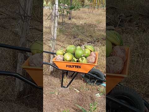 #coco #animais #vidanaroça #agro #fazenda #fypシ