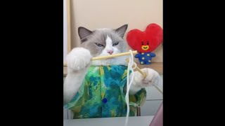 Download lagu Come and learn with Puff! #ThatLittlePuff #shorts #puffknowsbetter mp3 Download lagu Come and learn with Puff! #ThatLittlePuff #shorts #puffknowsbetter mp3