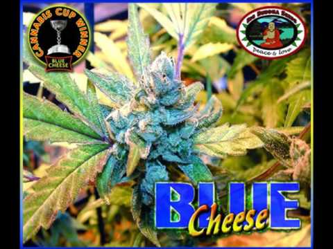 skarra mucci. feat mandinka.  higher than high  ( wuteng riddim )