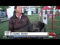 Camel Rides At Kern County Fair