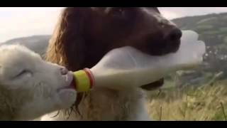 Dog suckles a small lamb