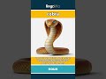 cobra - a cobra is a poisonous snak... video thumbnail