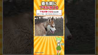 【犬種シリーズ #26】原産国はシベリアではありません｜シベリアン・ハスキー