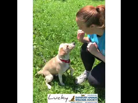 Lucky, an adopted Terrier Mix in Danbury, CT_image-1