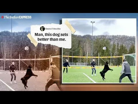A "dog" playing "volleyball" 🏐. very inspiring video.