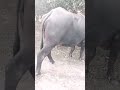 Bhains Ka Dudh Sex Lota Hota Hai