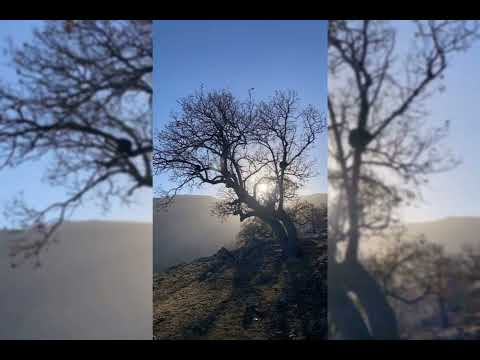 miraz - koma ma - Leyla Leyla buharê