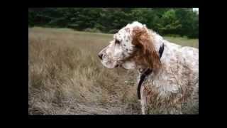 preview picture of video 'English setter freaks out at Falmouth Nature Preserve'