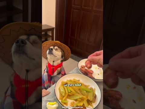 الطريقة الذكية للمالك لإطعام كلبه 😮