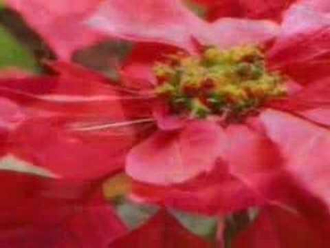 Juan Farfan El Picaflor