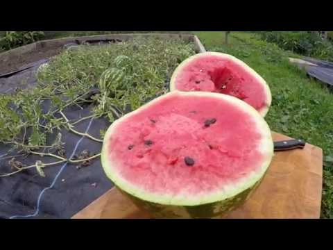 Growing Watermelons in the UK