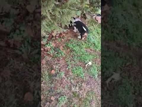 Basset Hound puppy for sale