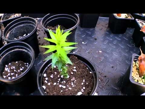 Monkey Puzzle Tree seedlings update and potting on