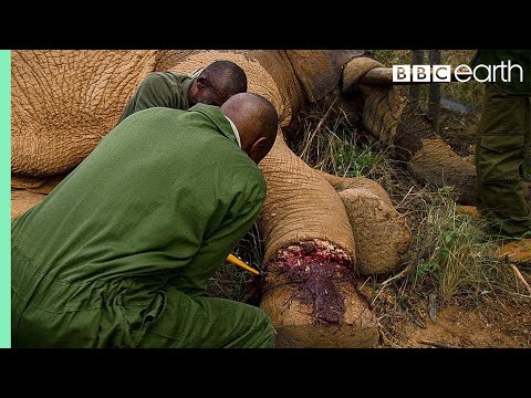 Elephant Needs Life Saving Surgery after Being Caught in a Snare  | BBC Earth