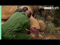 Saving an Elephant from a Deadly Snare | BBC Earth