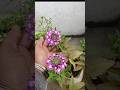verbena me kabhi na kare ye galti wrna flowering me hogi dikkat🌿#verbena#shorts#shortsfeed#gardening