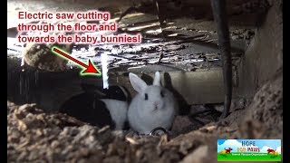 We had to use an electric SAW to save this family of homeless bunnies!!! DANGEROUS RESCUE!!! by Hope For Paws