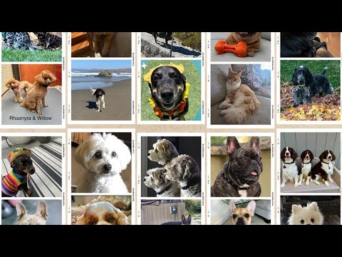 Paw Pics | A collection of holiday pet photos from across our region - YouTube