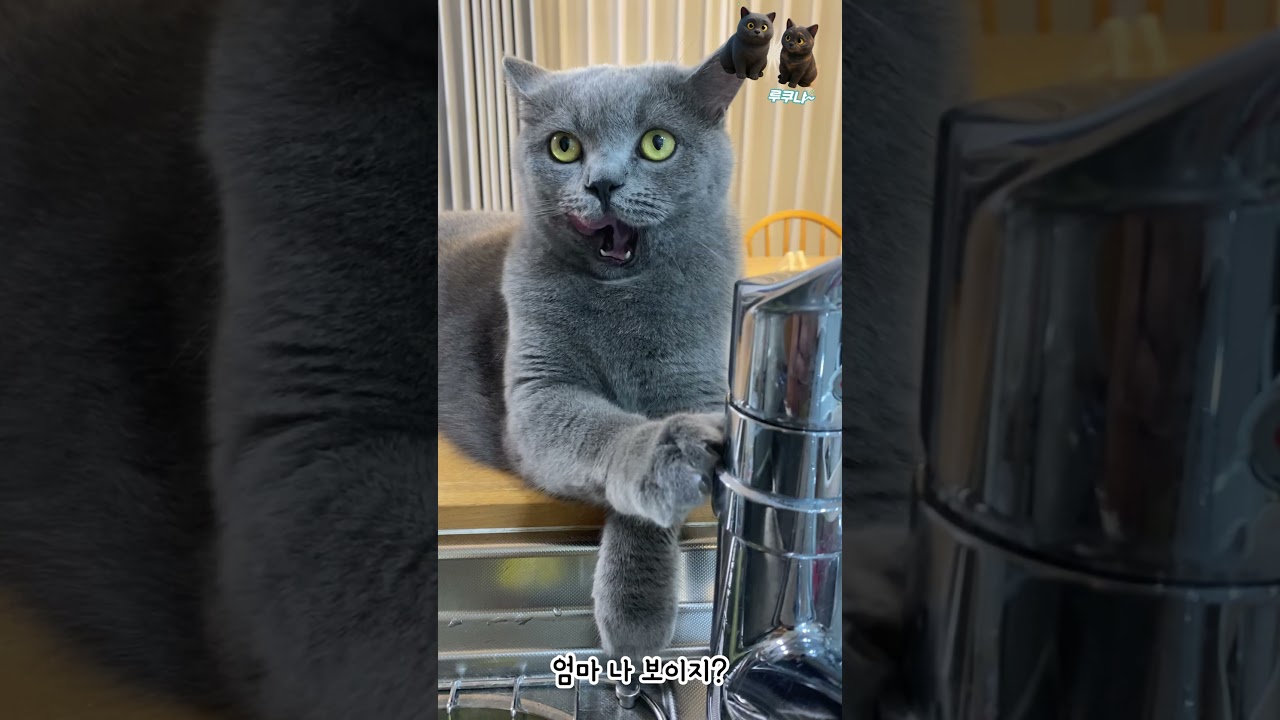 수도꼭지 긁는 고양이 #고양이 #브리티쉬숏헤어 #cat #ねこ動画 #고양이일상 #ブリティッシュショートヘア #cute #kitten #cutecat