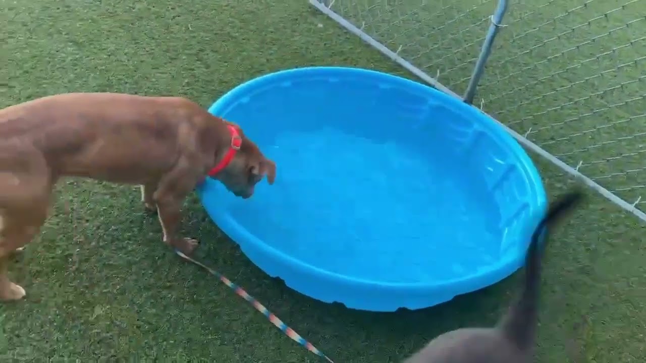 Ffion, a Adoptable mixed breed in Hartsville, SC video 6/6