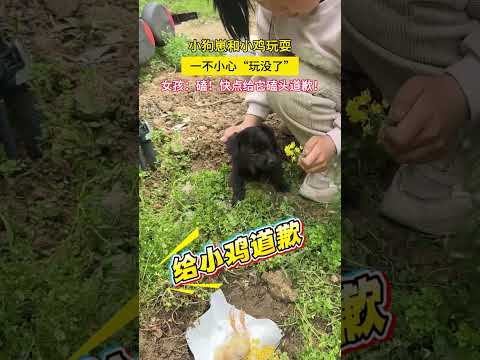 小狗崽和小鸡玩耍，一不小心把小鸡“玩没了” ，女孩：磕！快点给它磕头道歉！  #动物的迷惑行为 #万万想不到 #狗狗能有什么坏心思 #搞笑 #结果出乎意料