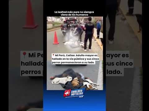 🚨LEALTAD HASTA EL FINAL🐾 #chalaconoticias #miperu #callao
