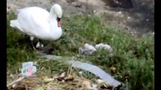 preview picture of video 'Cisne con crias na ría do Burgo'