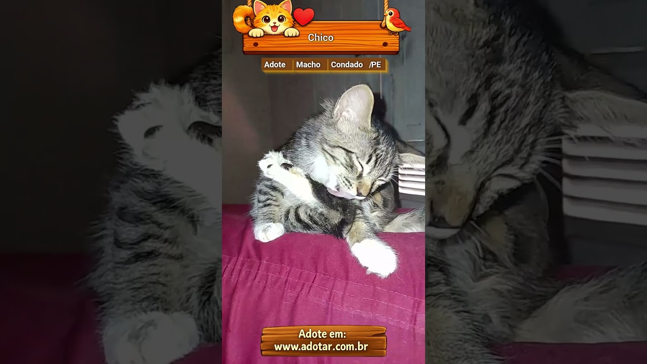 Gato raça SRD-ViraLata idade 2 a 6 meses nome Chico