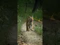 Tiger Walk In Forest Tiger