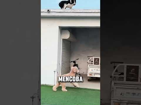 ANJING INI AKHIRNYA PULANG KERUMAH😍#videoviral #anjinglucu #gemes