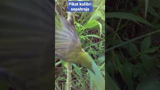 Download lagu pikat kolibri sepahraja anti zonk#shorts mp3 Download lagu pikat kolibri sepahraja anti zonk#shorts mp3