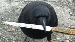 Knife-thieving crow tampers with crime scene