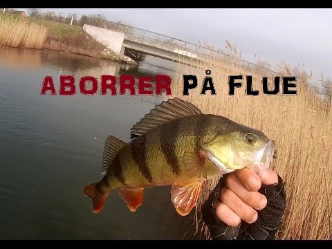 Aborrer og skaller på flue – Ishøj Havn (april 2014)