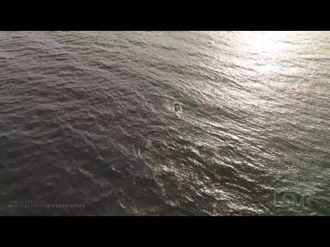 10-18-2020 Seattle, WA  Orcas in the Puget Sound