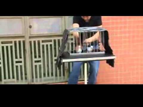 3 in 1 Vanishing Dove Cage by China Magic