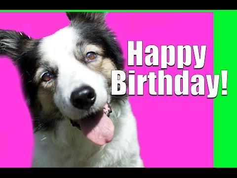YouTube video about: What to do for your dog's birthday?