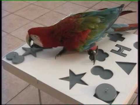 Ces drôles d'oiseaux (mark steiger et ses perroquets)