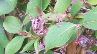 Herfst/Autumn in Holland 2014-2: Spinnen ruzie / Spiders Quarrel / 5 September 5th