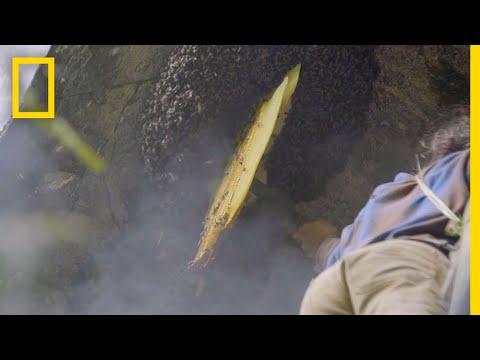 ハニー・ザ・ハード・ウェイの収集｜プライマル・サバイバー (Collecting Honey the Hard Way | Primal Survivor)