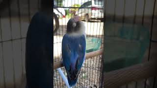 Download lagu Lovebird Konslet anti badai mp3 Download lagu Lovebird Konslet anti badai mp3