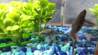 Target Feeding African Dwarf Frogs Bloodworms 2