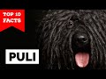 Puli Top 10 Facts