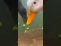Ducks Eating Peas Underwater