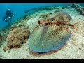 FLYING GURNARD. (Dactylopterus). "Flying" fish with legs. BIG FISH dive club.