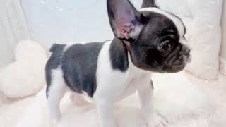 フレンチブルドッグの動画01