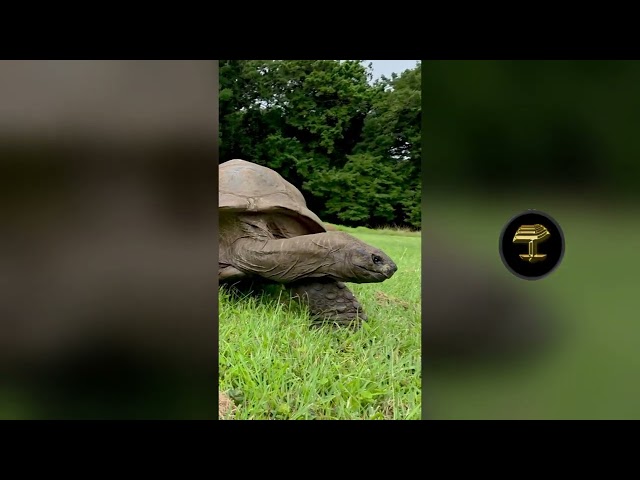 Con 194 años, la tortuga Jonathan rompe el récord como el animal terrestre más anciano del planeta