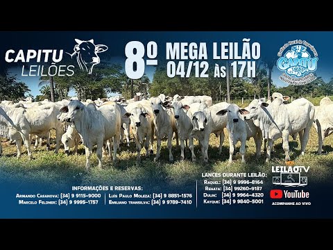 🐂 8º LEILÃO DE GADO DE CORTE - CAPITU LEILÕES  04/12/2025 - TUPACIGUARA MG🐂