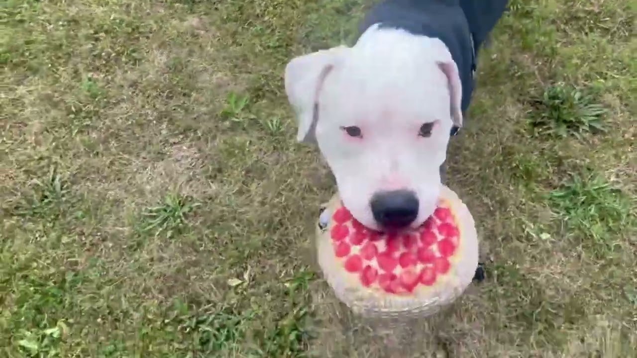 Enlarge Big Mac, a Adoptable Mixed Breed in Oshkosh, WI video 6/6