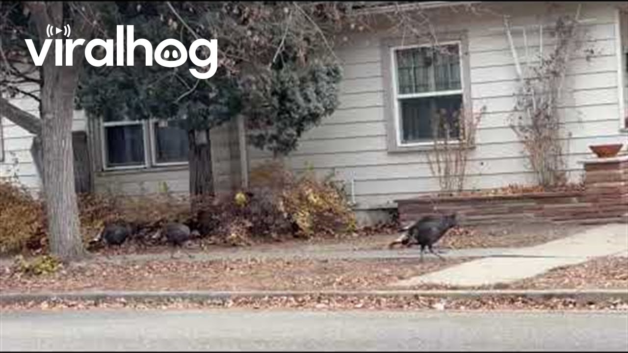 Wild Turkeys Roam the Streets of Downtown Loveland || ViralHog